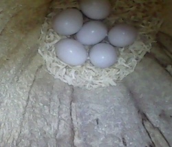20220510162507 LSW eggs Fs2
