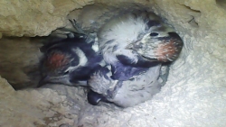 2022LSW chicks WSussex