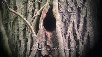 GSW nest 2 part 1