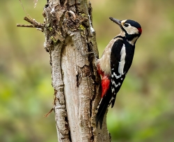 GreatSpot PhilLuckhurst MapleLodge 15438293420