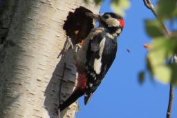 Great Spotted Woodpecker