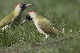 Green Woodpeckers