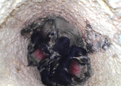 Kent nest 3young KLSmith 25May