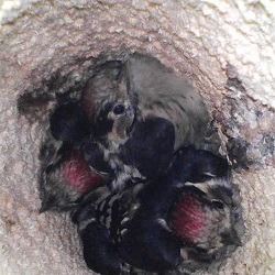 LSW Kent nest KLSmith 25May web