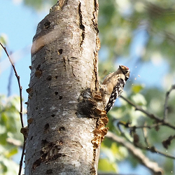 LSW excavating nest cavity