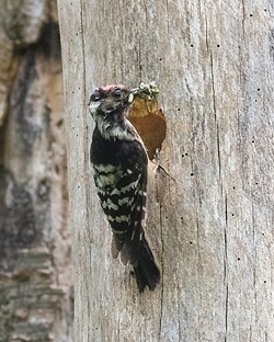 LSW at nest New Forest
