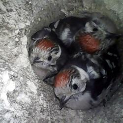 LSW young in nest Somerset 2023