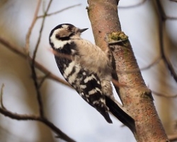 LSW f Blean2019x256px