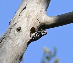 LSW at its nest in Norfolk, photo Keith Bilverstone