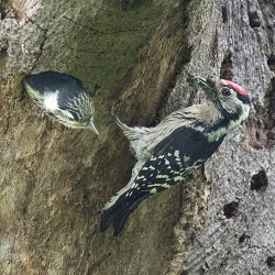 LSWm Sussex2nest Redford 27May2017 web