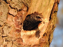 Starling LSW hole AndySims 7Mar17 web